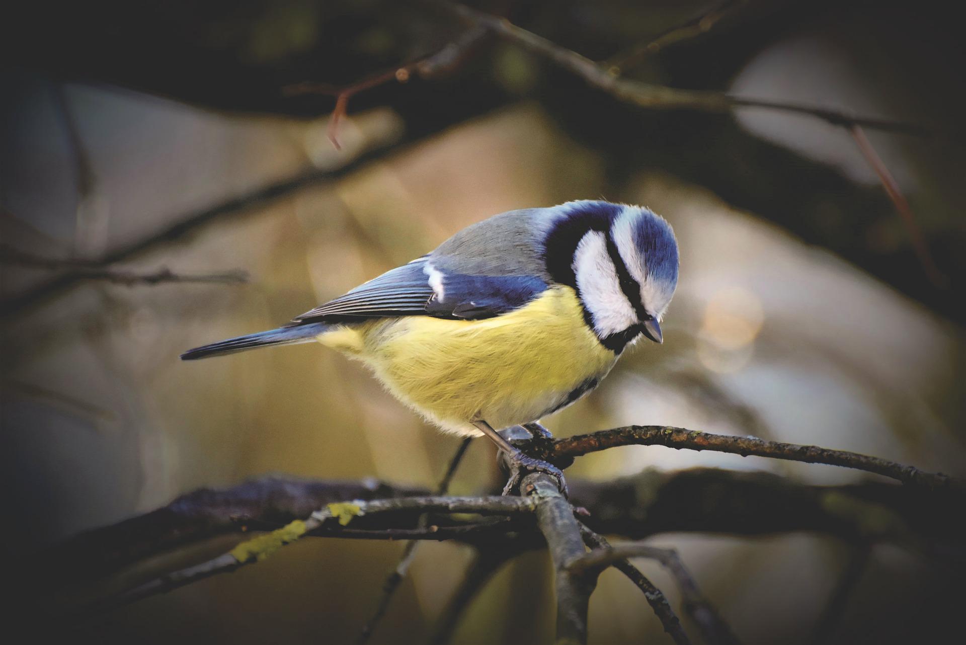 Meisen Eine Übersicht der Arten ⋆ Topthemen