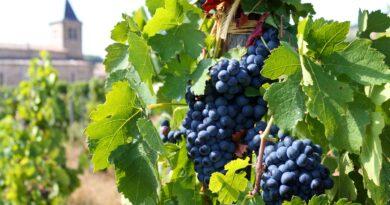 Einzigartiges Weinbaugebiet Gigondas: Weinvielfalt am Fuße der Dentelles de Montmirail